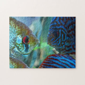 Angelfish vs Discus Fisch Aquarium Keeper Puzzle