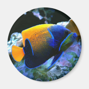Angelfishmagnet Magnet