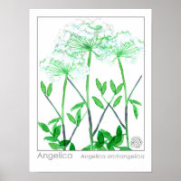 Angelica White Blume Medicinal Herb Pflanze