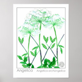 Angelica White Blume Medicinal Herb Pflanze Poster