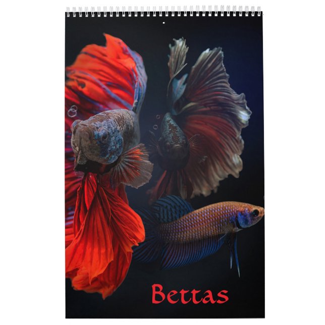 Angelkalender Kalender (Titelbild)