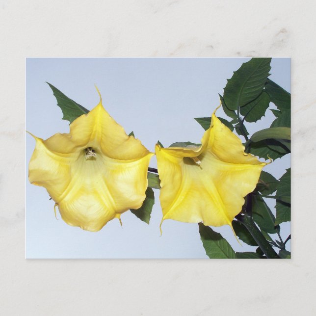Angels Trumpet Brugmansia Postcard Postkarte (Vorderseite)