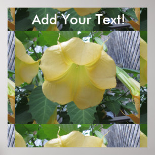 Angels Trumpet Golden Yellow Blume Poster