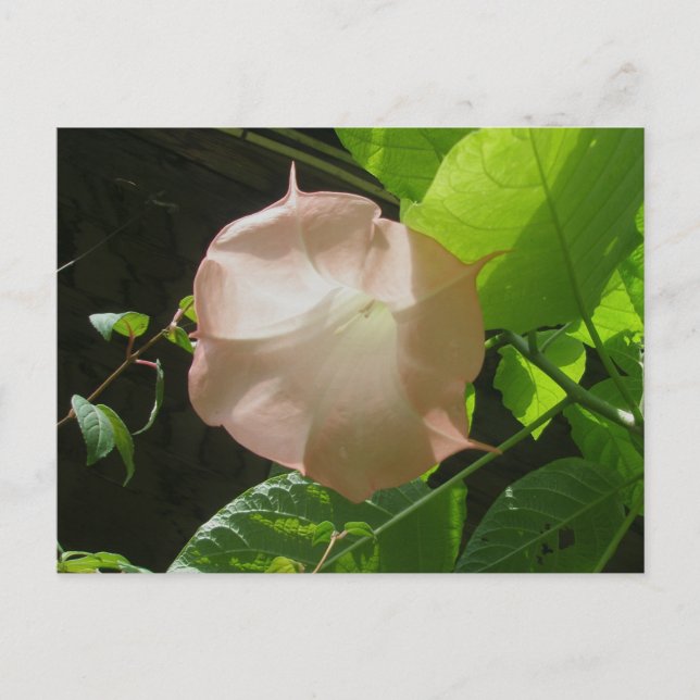 Angels Trumpet-Postkarte Postkarte (Vorderseite)