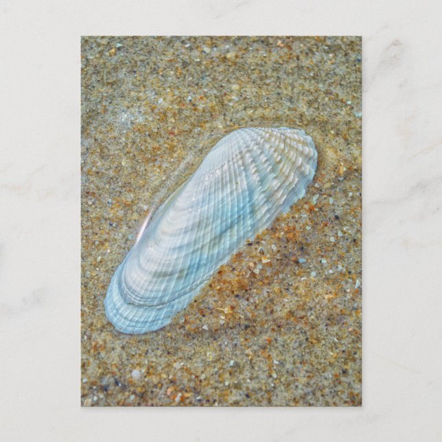 Angelwing Seashell Postkarte (Vorderseite)