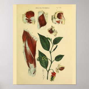 Angesagte Oberschenkelmuskeln Anatomie Kunst druck Poster