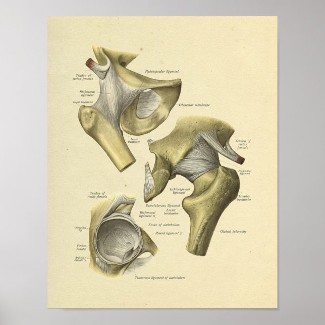 Angesagte Pelvis Joint Anatomy Bones Print Poster (Vorne)