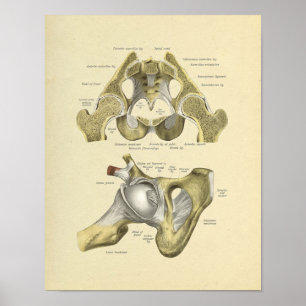 Angesagte Pelvis Joint Anatomy Bones Print Poster