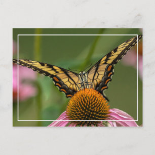 Angesicht für Schmetterling Postkarte