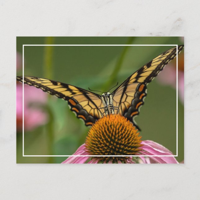 Angesicht für Schmetterling Postkarte (Vorderseite)