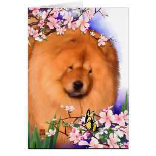 ANGIE heARTdog Chow-Chow