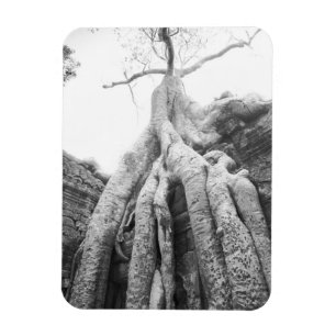 Angkor Kambodscha, Baum Ta Prohm Magnet