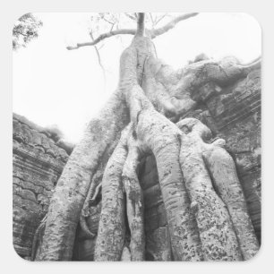 Angkor Kambodscha, Baum Ta Prohm Quadratischer Aufkleber