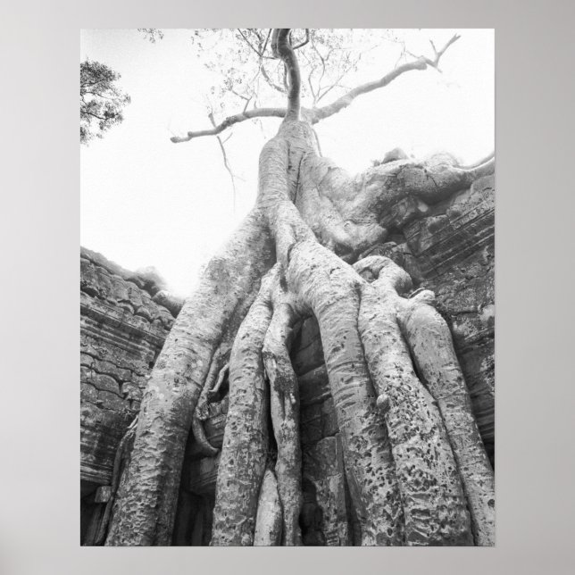 Angkor Kambodscha, Tree Ta Prohm Poster (Vorne)