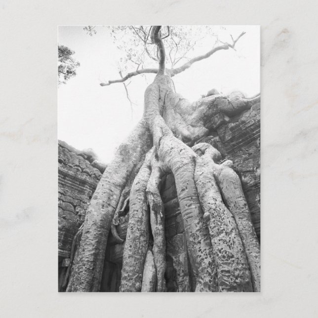 Angkor Kambodscha, Tree Ta Prohm Postkarte (Vorderseite)