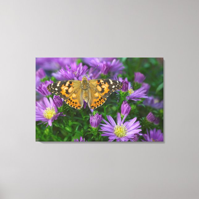 Angle Wing Butterfly auf Kon-Blume Leinwanddruck (Vorderseite)