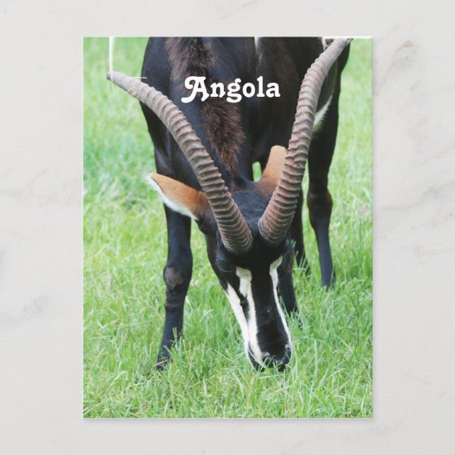 Angola Sable Antelope Postkarte (Vorderseite)