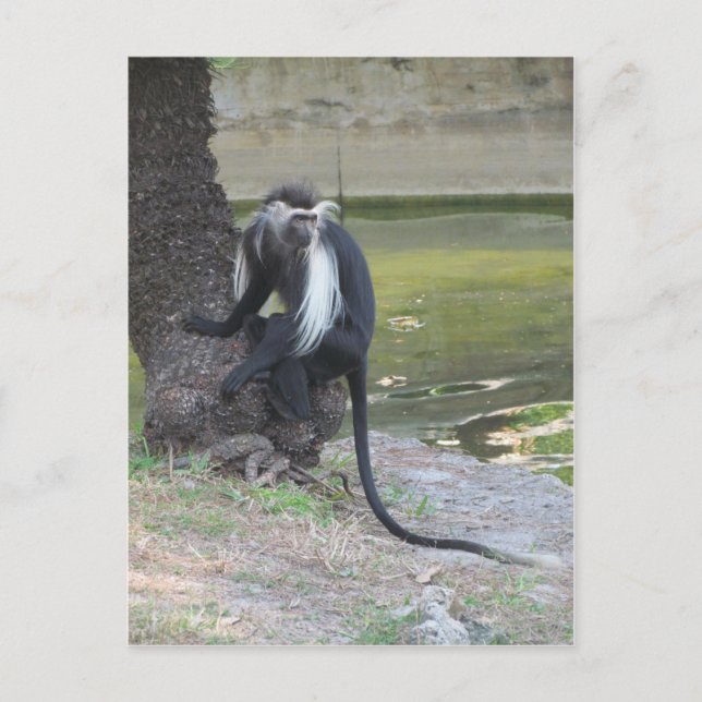 Angolan Black and White Colobus Monkey Postkarte (Vorderseite)