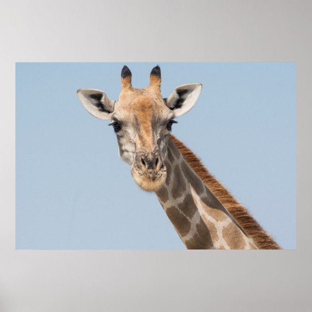 Angolan Giraffe Portrait Poster (Vorne)