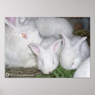 ANGORA-KANINCHEN POSTER