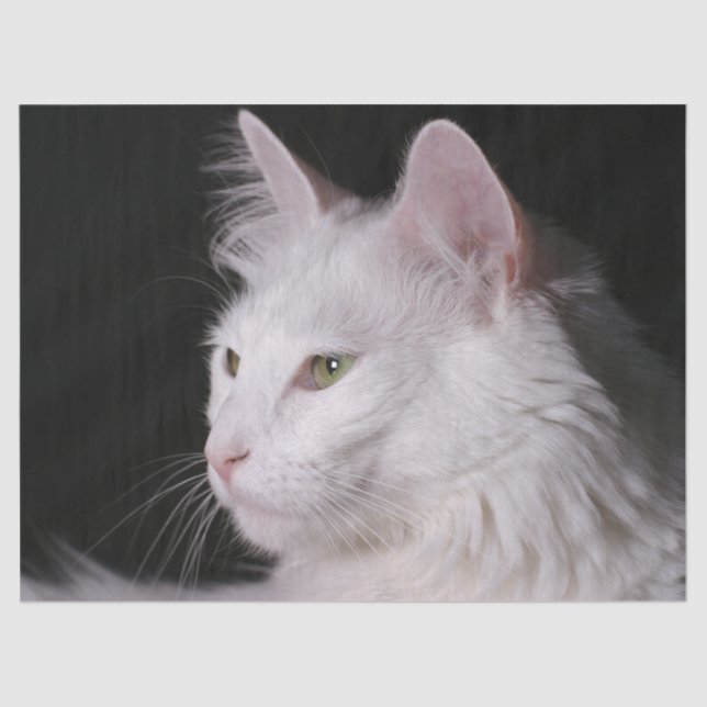 Angora-Katzenpapier Seidenpapier (Vorderseite)