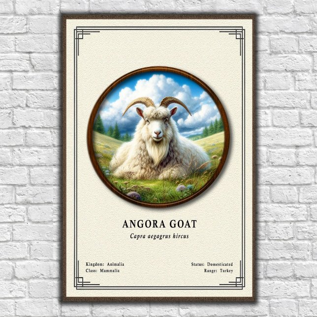 Angoraziege Zoologie Serie Poster (Von Creator hochgeladen)
