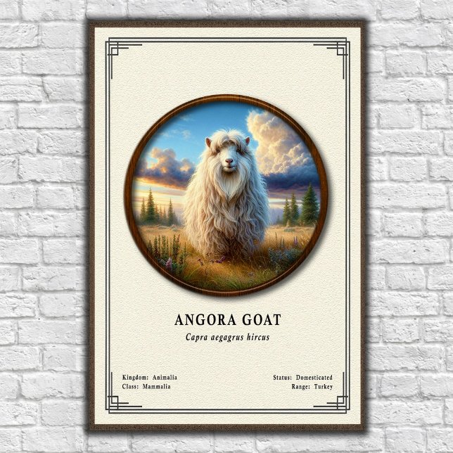 Angoraziege Zoologie-Serie Poster (Von Creator hochgeladen)