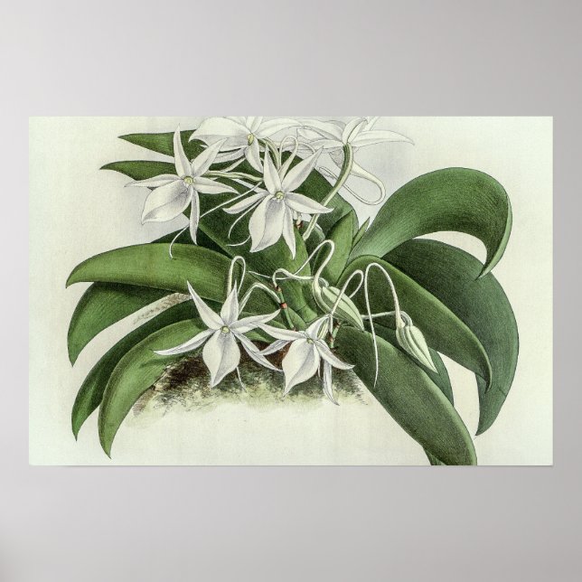 Angraecum Leonis Orchid Poster (Vorne)