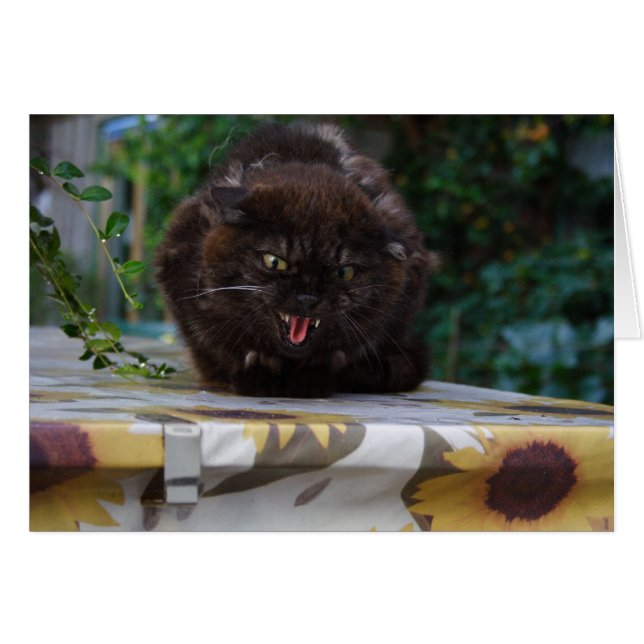 Angry Black Cat (Vorderseite (Horizontal))