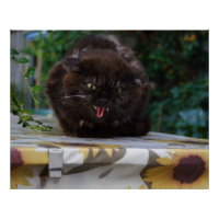 Angry Black Cat