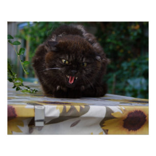 Angry Black Cat Poster