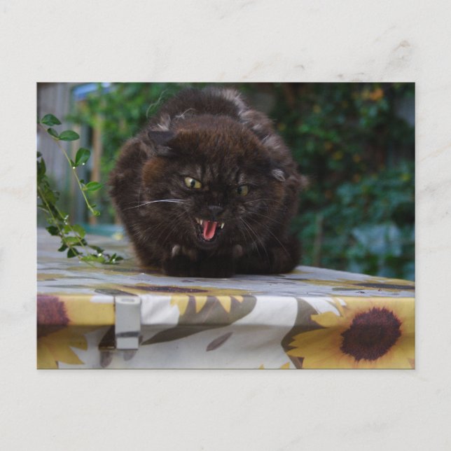 Angry Black Cat Postkarte (Vorderseite)