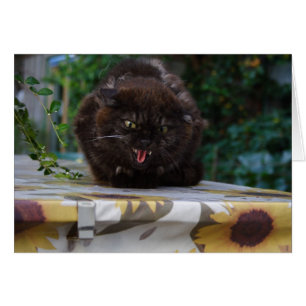 Angry Cat