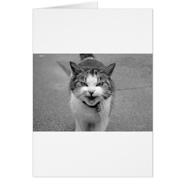 Angry Cat (Vorne)