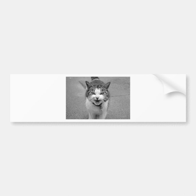 Angry Cat Autoaufkleber (Vorne)