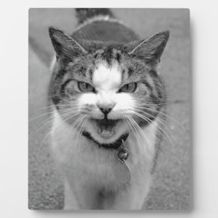 Angry Cat Fotoplatte