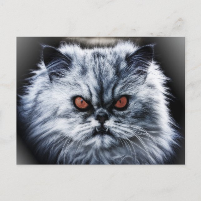 Angry Cat Postcard Postkarte (Vorderseite)