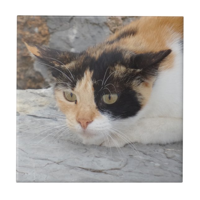 Angry Cat Small (4,25" x 4,25") Keramik Foto Tile Fliese (Vorderseite)