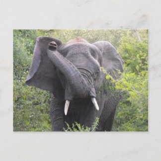 Angry Elephant Postkarte