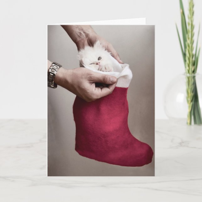 Angry Kitten Feiertagskarte (Vorderseite)