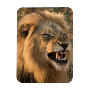 Angry LION Kühlschrank Magnet DEINE Fotovorlage