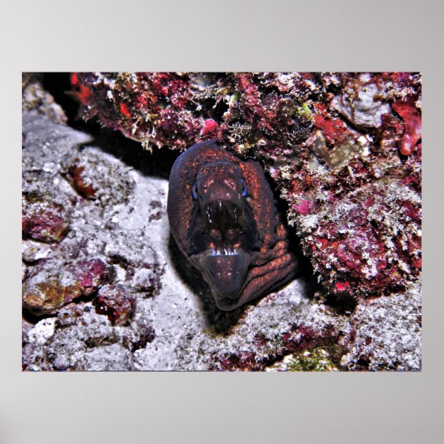 Angry Little Eel Poster (Vorne)