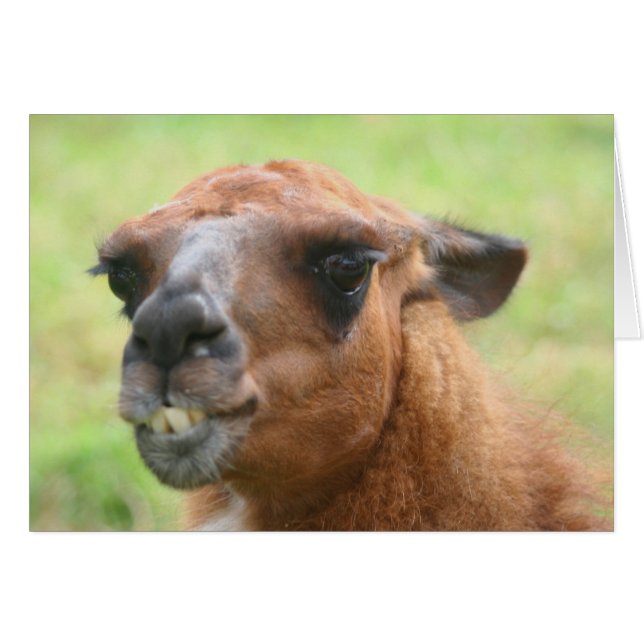 Angry Llama Face Face Face Animal Card (Vorderseite (Horizontal))