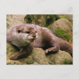 Angry Otter Postcard Postkarte