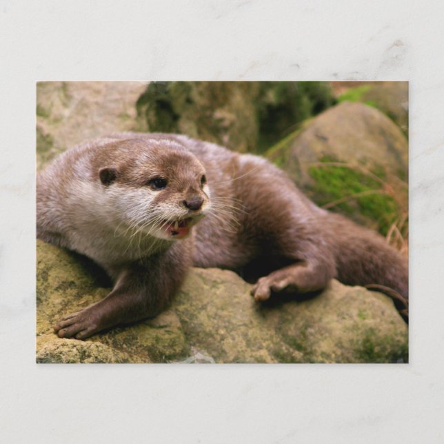 Angry Otter Postcard Postkarte (Vorderseite)