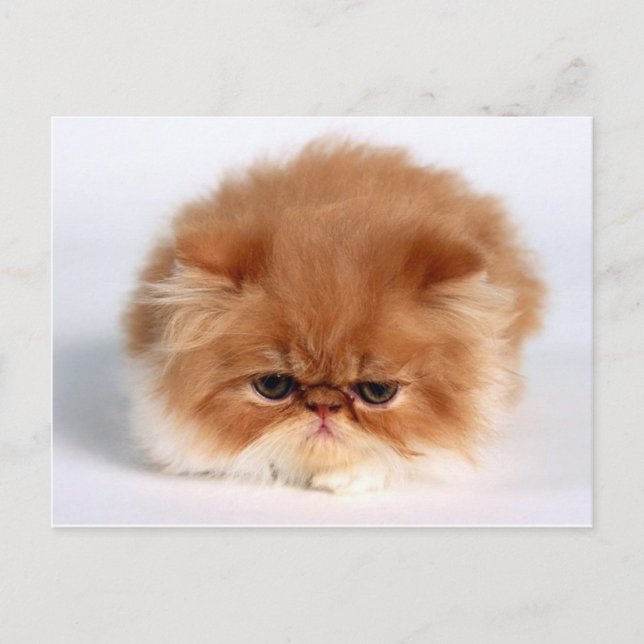 Angry Persian Puff Ball Kitten Postkarte (Vorderseite)