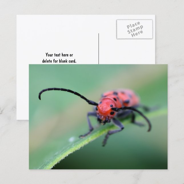 Angry Red Beetle Bug Nature Photography  Postkarte (Vorne/Hinten)