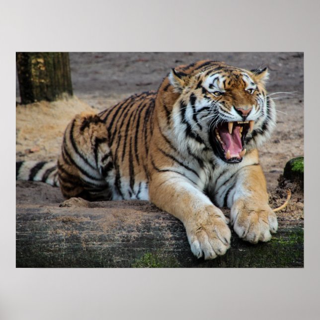 Angry Roaring Tiger Foto Poster (Vorne)