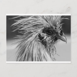 Angry Wet Silkie Chicken Postkarte
