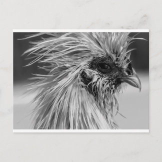 Angry Wet Silkie Chicken Postkarte